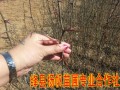 С硢С (2)