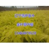 ҶҶС繩Ӧ̣ҶҶС磬ǤҶҶС