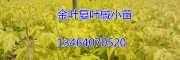ҶҶС