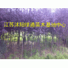 ӦҶҶҡ㡢ľҶСޡҶŮꡢȵ