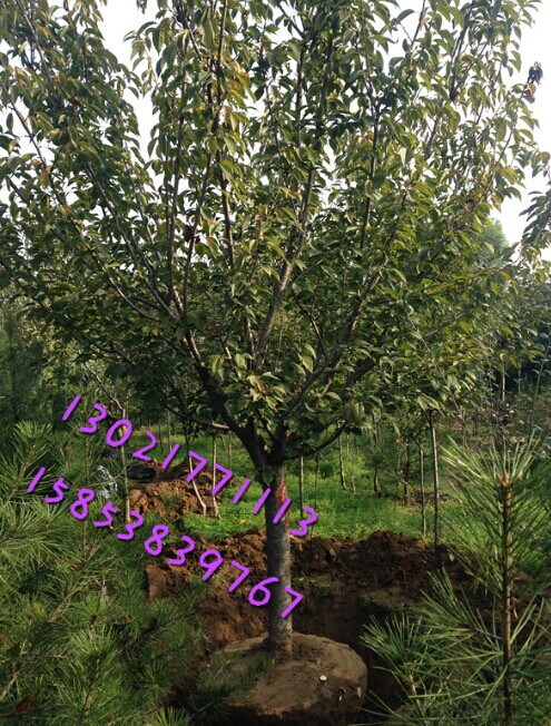 ӣľ|̩ӣľ|̩ӣľ|̩ӣľ