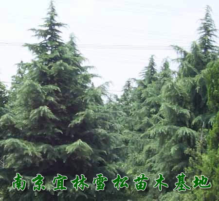 Ͼ˾15ѩɼ۸񱨼,˾20ѩɼ۸Ӧ