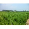ؼ8020-300.8-1.4Ԫ