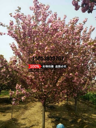 ӣ_۸_Ϣ_ͼƬ__ӣ_ӣľ
