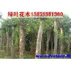 ֱ20-30ִҶŮ꣬۸Żݱ֤ɻޱ