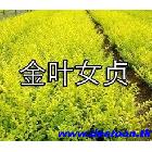 ҶŮ  СҶŮ