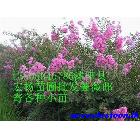 ӦҶС,ӣС,С,ӽС