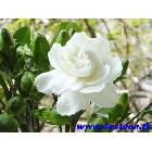 ھ0.3-2СҶӡҶӻ˽ǽ̡ɫ۸