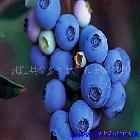 ߴݮ Bluecrop /ζ
