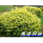 ӦҶŮ 50-100CM