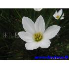 Ӧࡢľ㡢ҶŮꡢˮ컨
