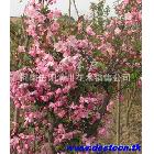 ؾ2-30ֳɼ鱡ľˮɼļ۸