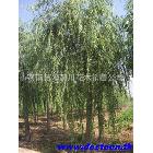 ؾ2-30ִѿ鱡ɣľܽؼ۸