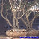 Ӧ÷  缰ֹľ 13395862588