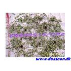 ½άҩֱ׶Echinacea Herb P.E