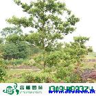 宜昌罗汉松胸径6-8公分罗汉杉长青罗汉杉土杉园林绿化工程苗木