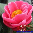 軨Ʒ ļ裨Ĳ裩 ׳